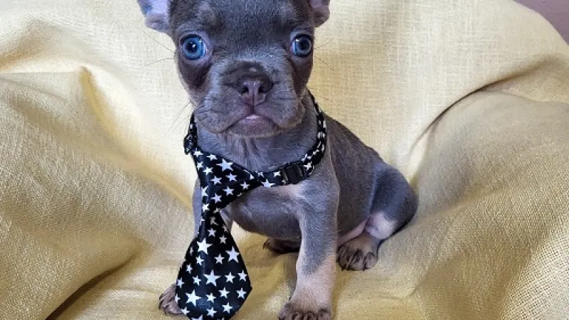 Usvajanje psa iz azila — pas čeka dom