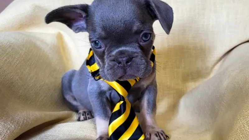 Najpopularnije rase mačaka u Srbiji