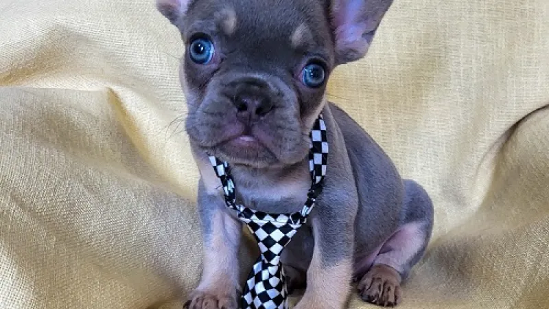 Priprema doma za novog štenca — štenac istražuje