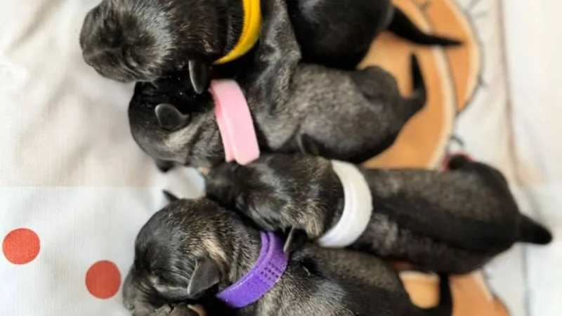 Ishrana mačaka — mačka pored posude sa hranom