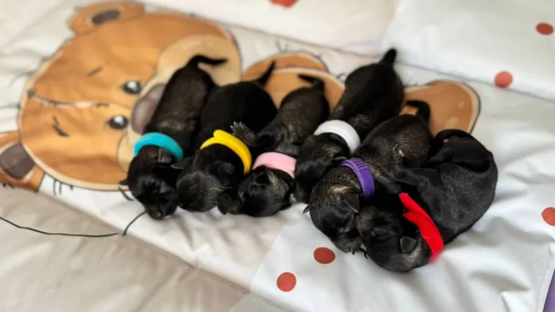 Najbolje rase pasa za stan — mali pas u stanu