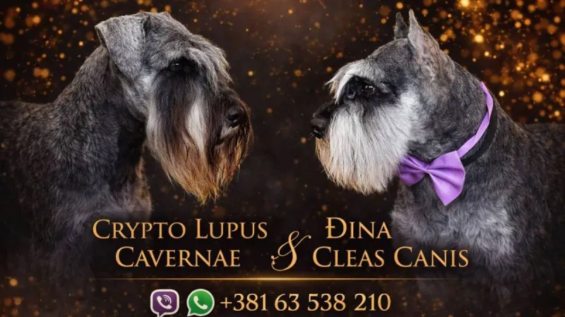 Kako prepoznati prevaranta — štenac na prodaju