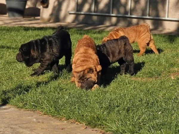 Šar-pej na prodaju, Sombor