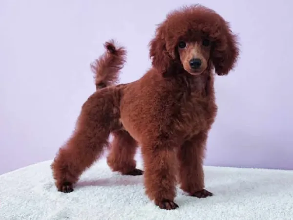 Pudla (patuljasta) na prodaju, Novi Sad