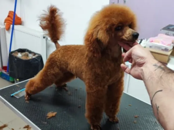 Pudla (patuljasta) na prodaju, Novi Sad