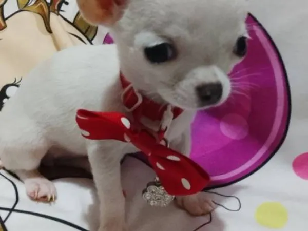 Čivava na prodaju, Beograd