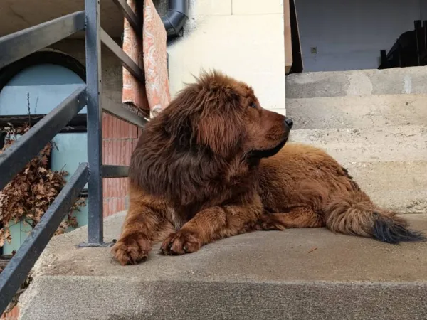 Tibetski mastif na prodaju, Trstenik