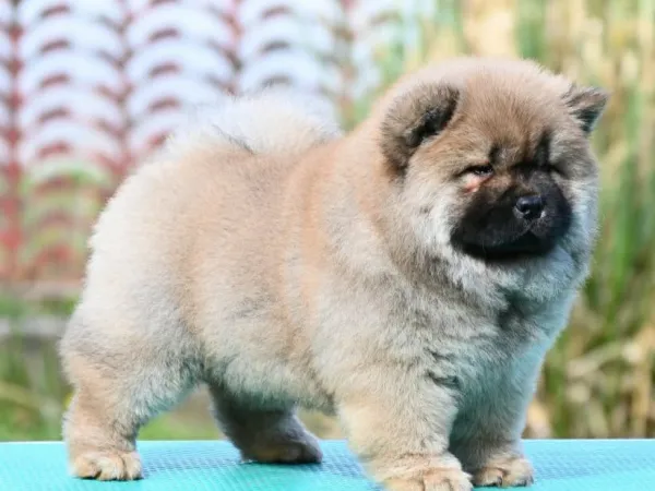 Čau-čau na prodaju, Valjevo