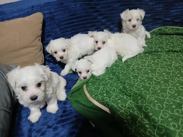 Malteški pas na prodaju, Zrenjanin