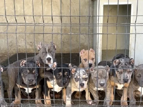 Ostalo na prodaju, Beograd