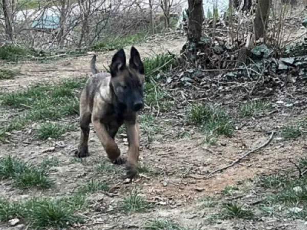 Belgijski ovčar na prodaju, Novi Sad