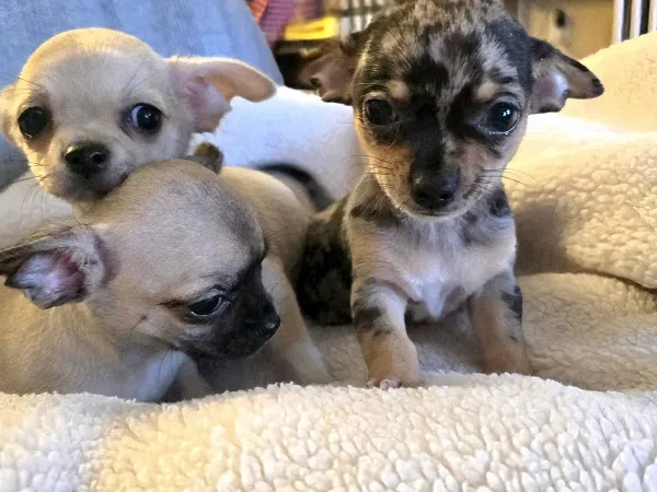 Čivava na prodaju, Zrenjanin