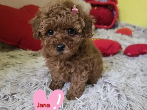 Pudla (patuljasta) na prodaju, Zrenjanin