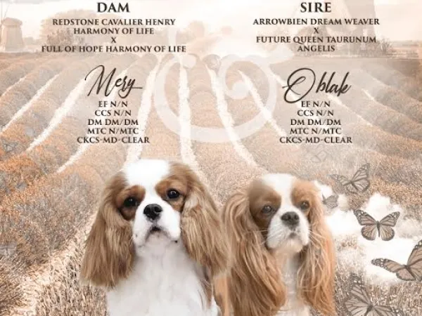 Kavalije španijel kralja Čarlsa na prodaju, Ruma