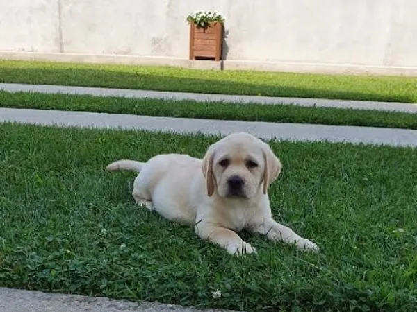 Labrador retriver na prodaju, Beograd Surčin