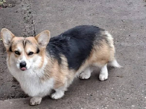 Velški korgi (pembrok) na prodaju, Subotica