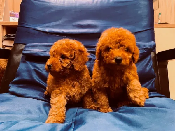 Pudla (patuljasta) na prodaju, Novi Sad