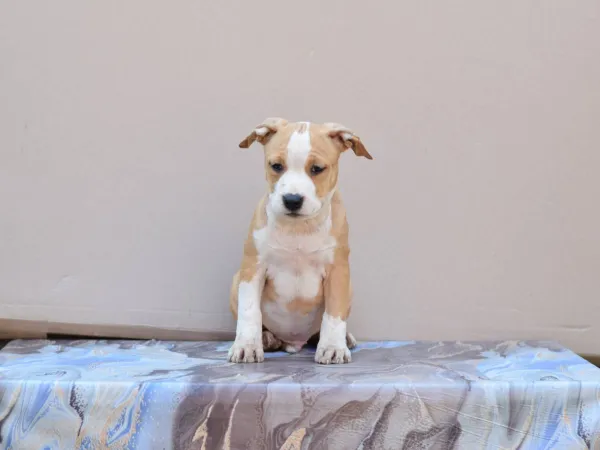 Američki stafordski terijer na prodaju, Loznica