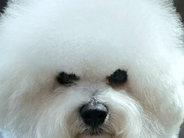 Kovrdžavi bišon na prodaju, Beograd