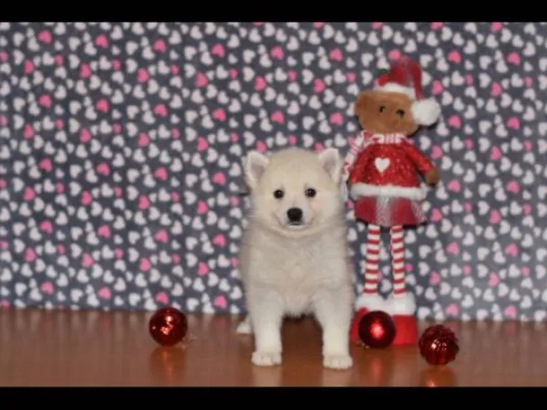 Ostalo na prodaju, Loznica