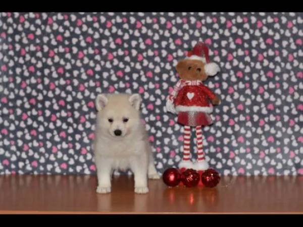 Ostalo na prodaju, Loznica