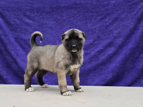 Anadolski pastirski pas na prodaju, Sremska Mitrovica