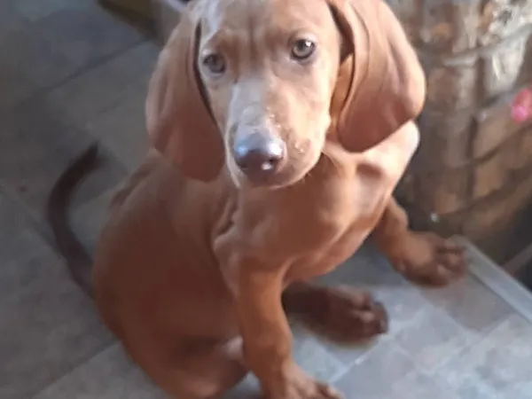 Mađarska kratkodlaka vižla na prodaju, Bačka Topola