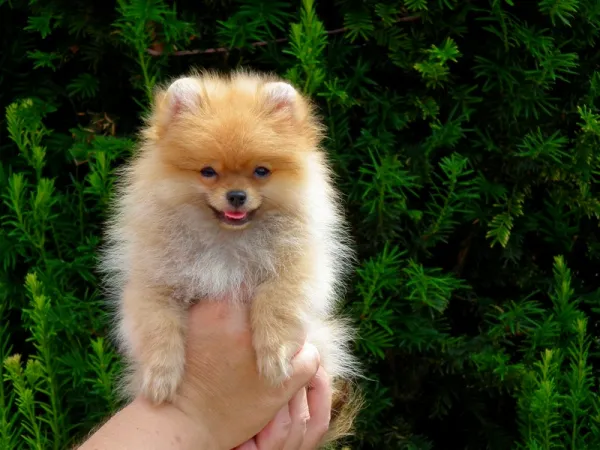 Nemački špic na prodaju, Zrenjanin