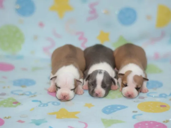 Američki stafordski terijer na prodaju, Loznica
