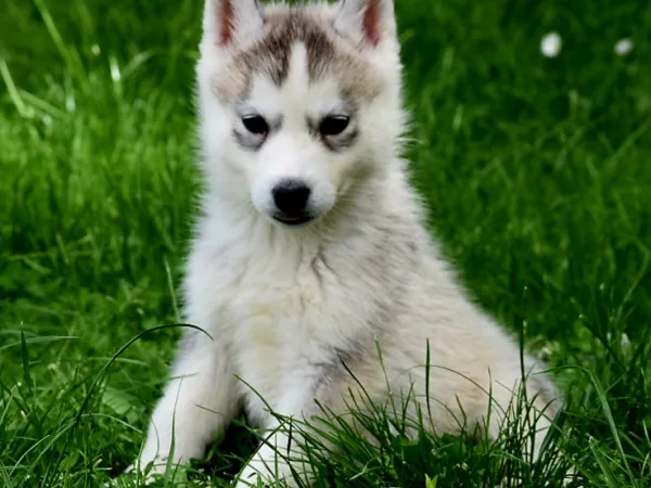 Sibirski haski na prodaju, Novi Sad