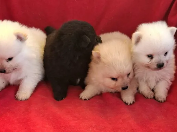 Nemački špic na prodaju, Subotica