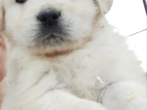 Zlatni retriver na prodaju, Subotica