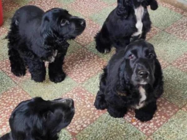 Engleski koker španijel na prodaju, Subotica