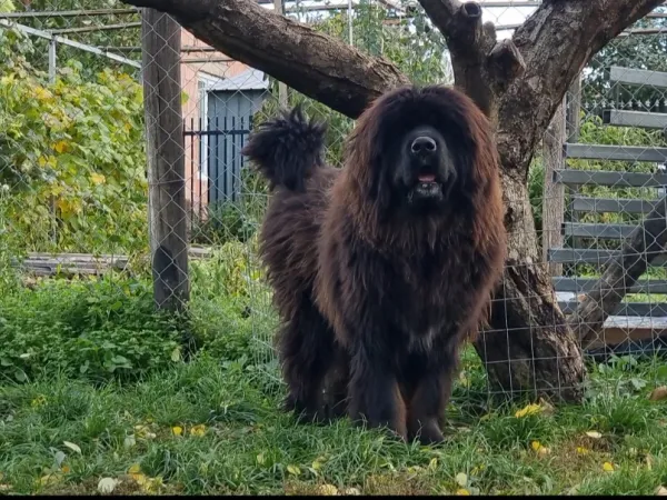 Tibetski mastif na prodaju, Kraljevo