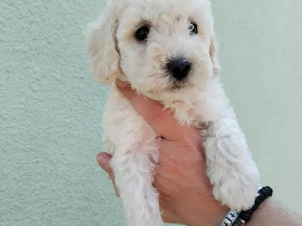 Pudla (patuljasta) na prodaju, Subotica