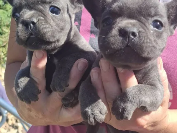 Francuski buldog na prodaju, Subotica