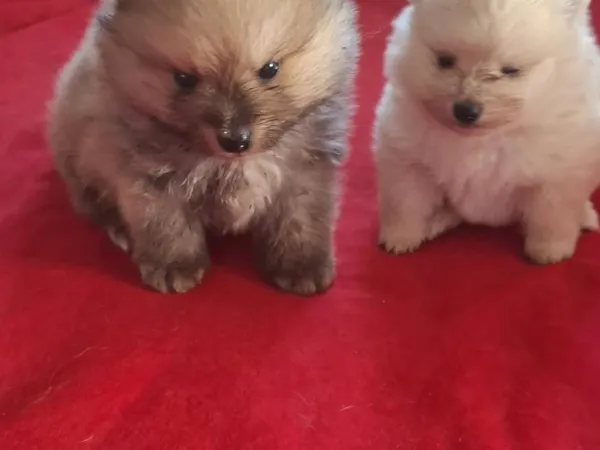 Nemački špic na prodaju, Subotica