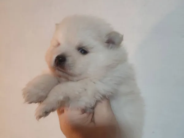 Nemački špic na prodaju, Subotica