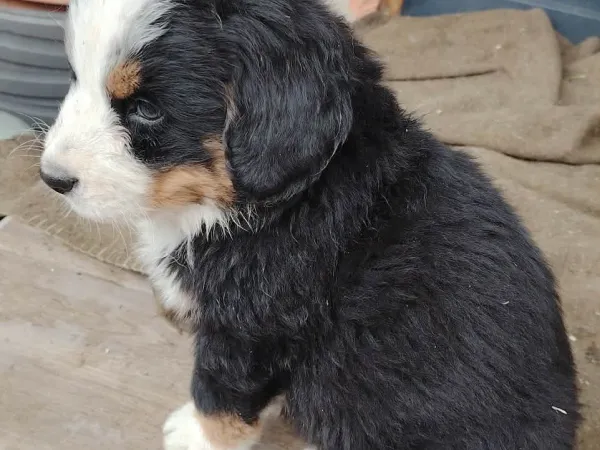 Bernski pastirski pas na prodaju, Subotica