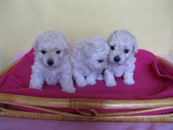 Malteški pas na prodaju, Novi Sad