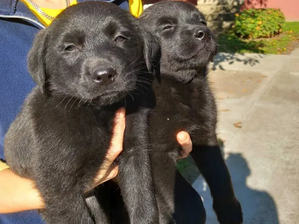 Labrador retriver na prodaju, Sremska Mitrovica