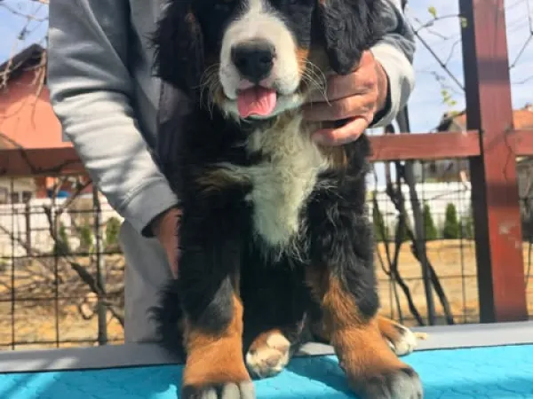 Bernski pastirski pas na prodaju, Novi Sad