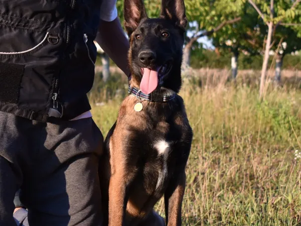 Belgijski ovčar na prodaju, Lazarevac
