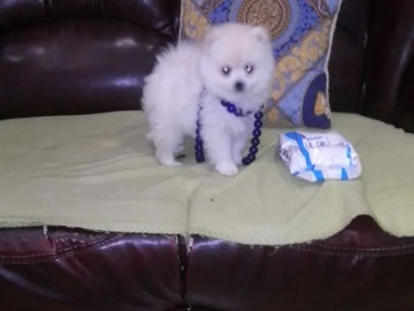 Nemački špic na prodaju, Novi Sad