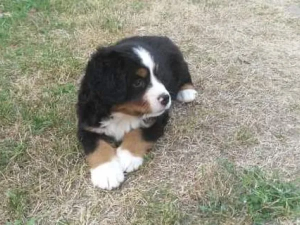 Bernski pastirski pas na prodaju, Šabac