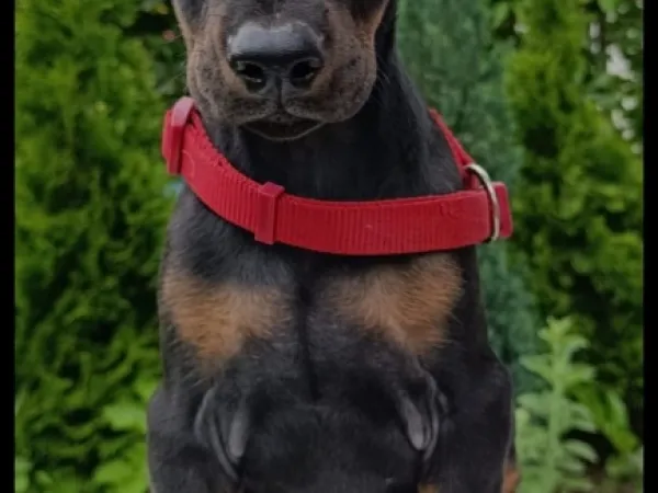 Doberman na prodaju, Sremska Mitrovica