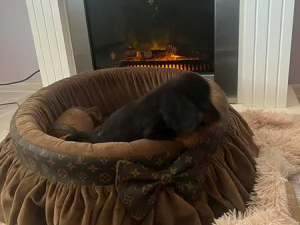 Jazavičar na prodaju, Novi Sad