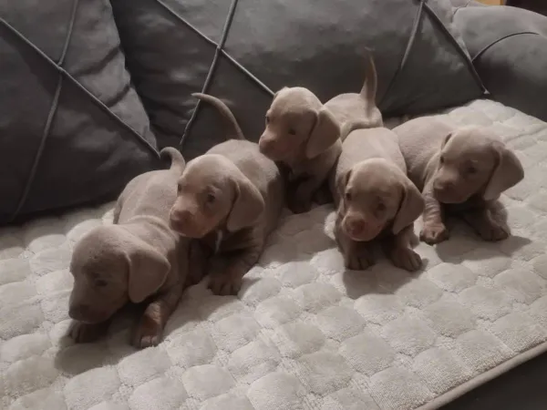 Jazavičar na prodaju, Zrenjanin