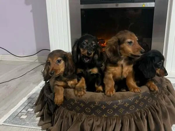 Jazavičar na prodaju, Novi Sad