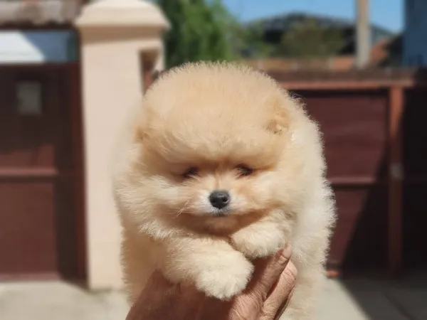 Nemački špic na prodaju, Novi Sad